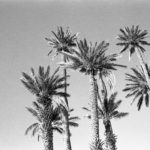 Black and white image of trees