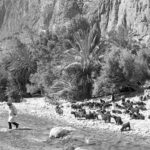 Black and white image of man crossing river and on the other side are a bunch of goats