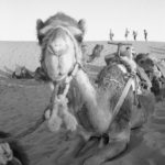 Black and white image of a camel laying down