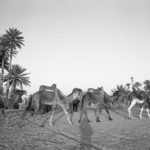Black and white image of the desert and camels