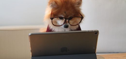 Dog wearing glasses looking down as if typing on laptop