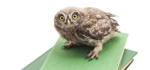 Image of owl standing on textbooks
