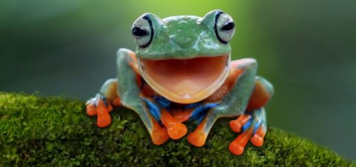Green frog smiling